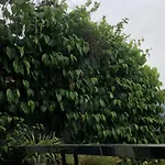 Cherry Garden Homestay