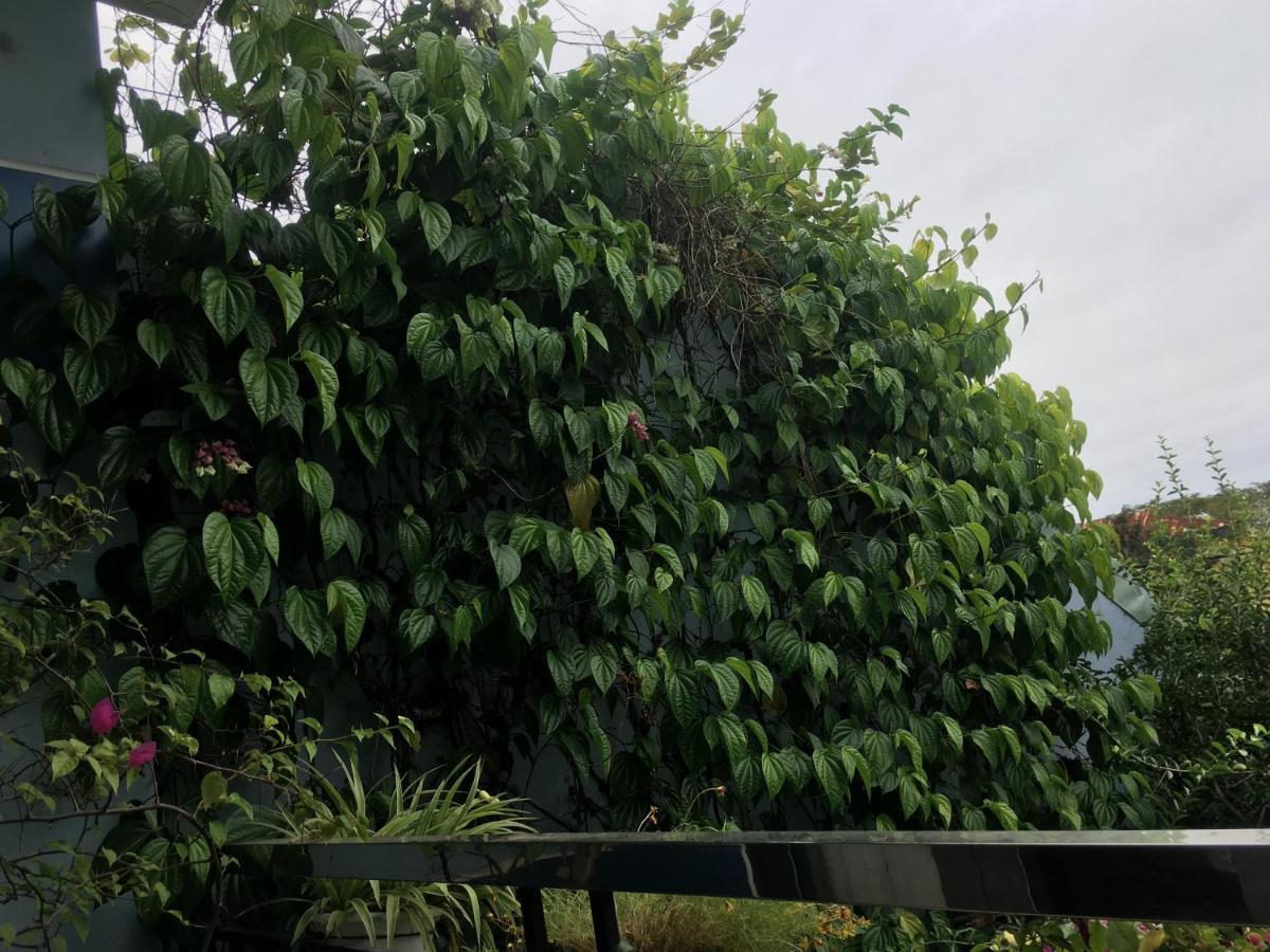Cherry Garden * Hoi An
