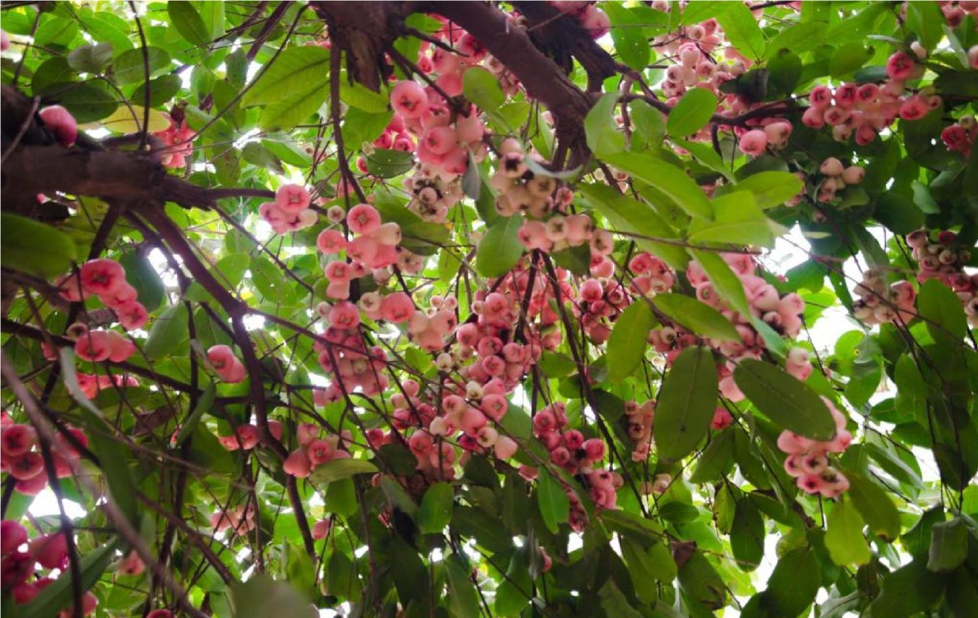 Riverside Plum Garden * Hoi An