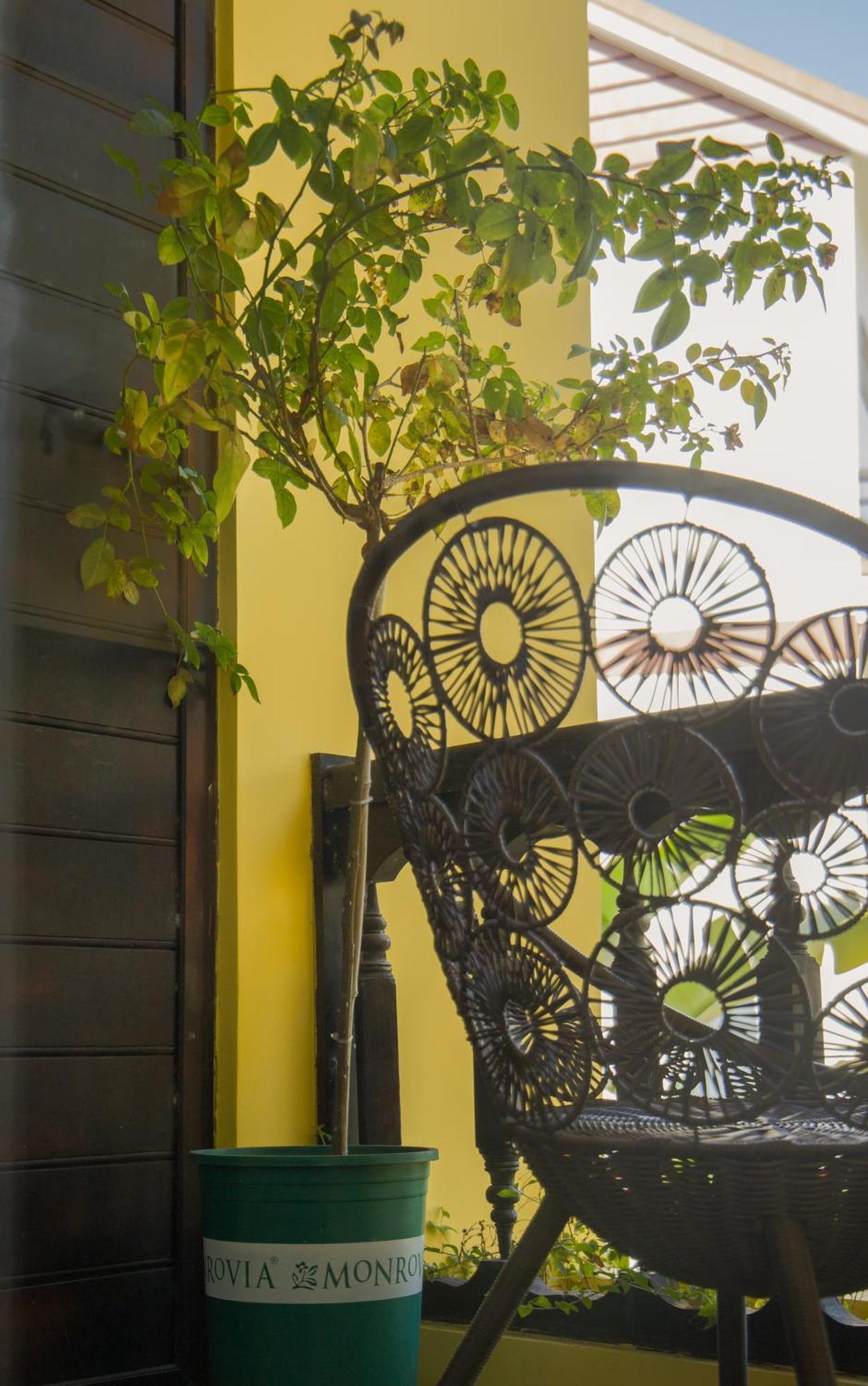 Rosie * Hoi An