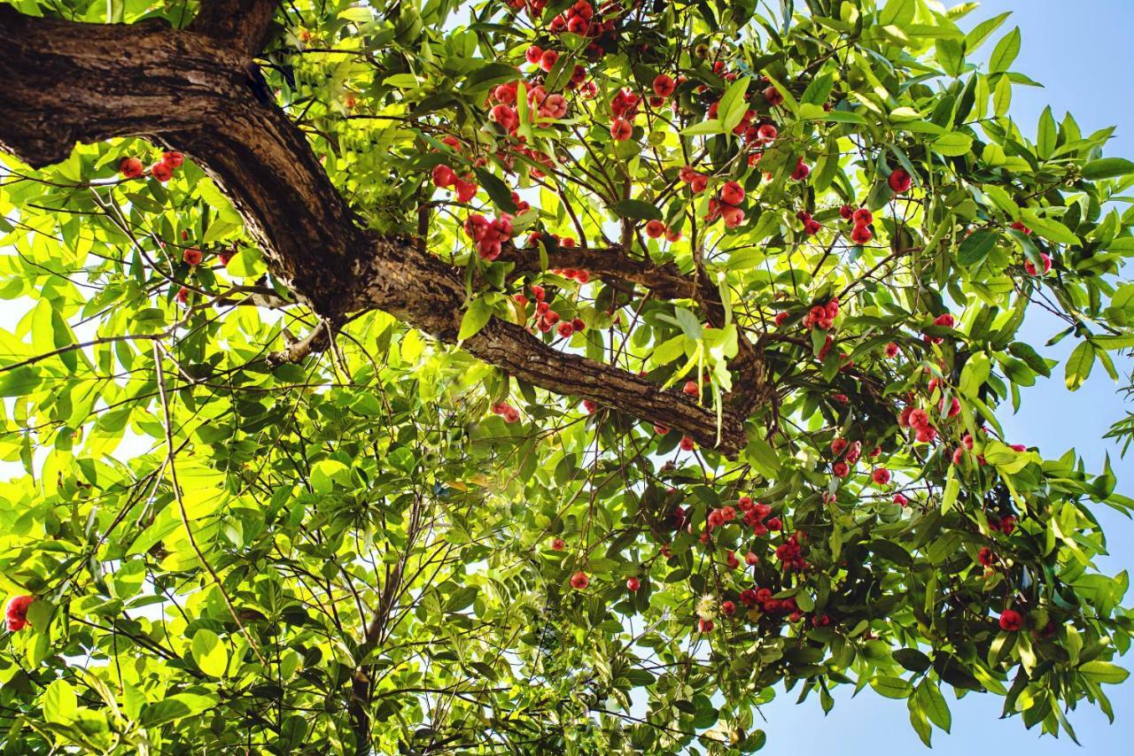 Riverside Plum Garden Hospedagem domiciliar Hoi An