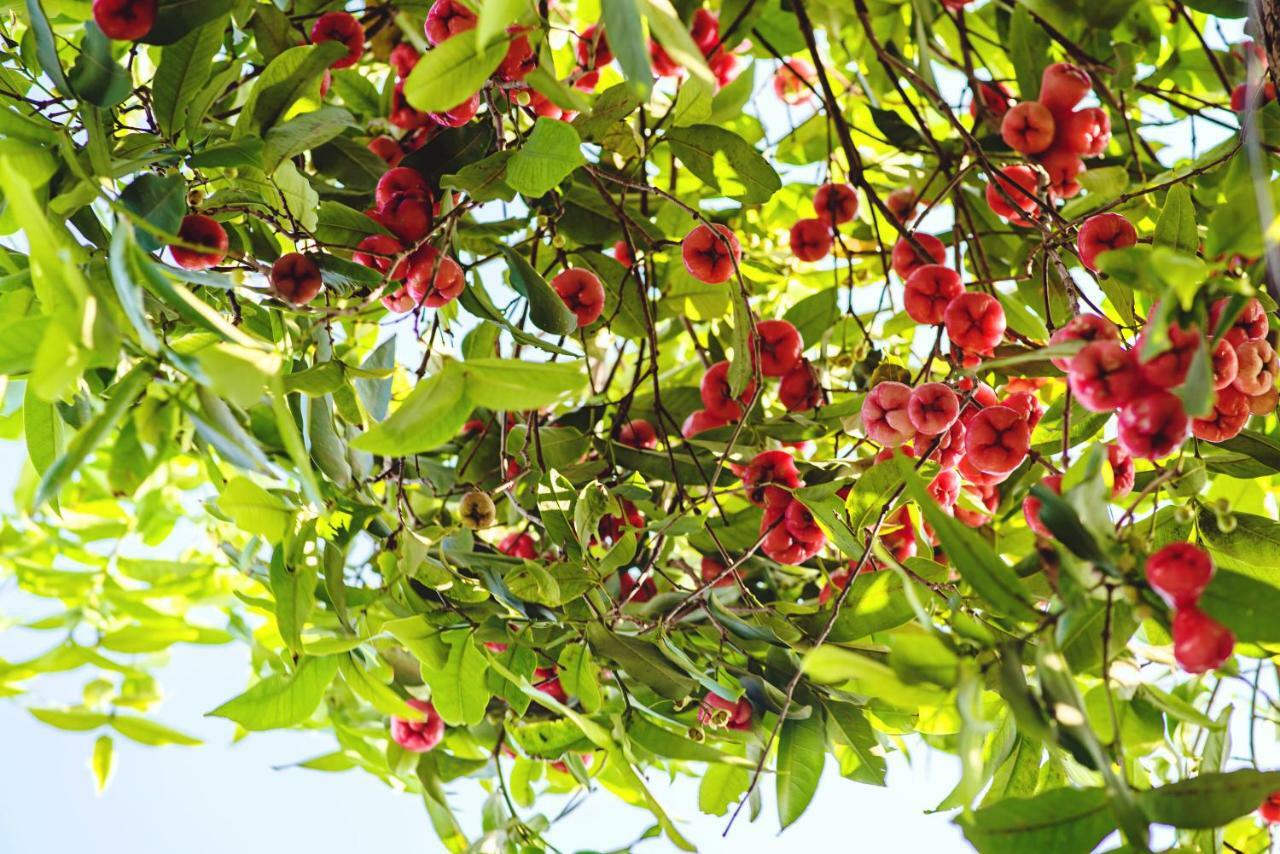 Riverside Plum Garden *