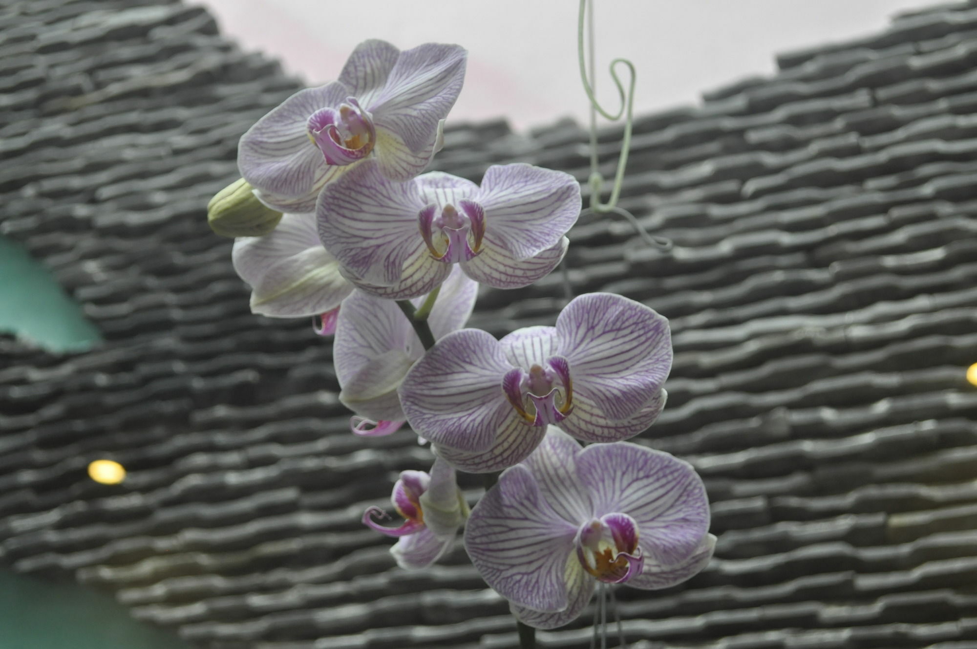 Homestay Green Coco