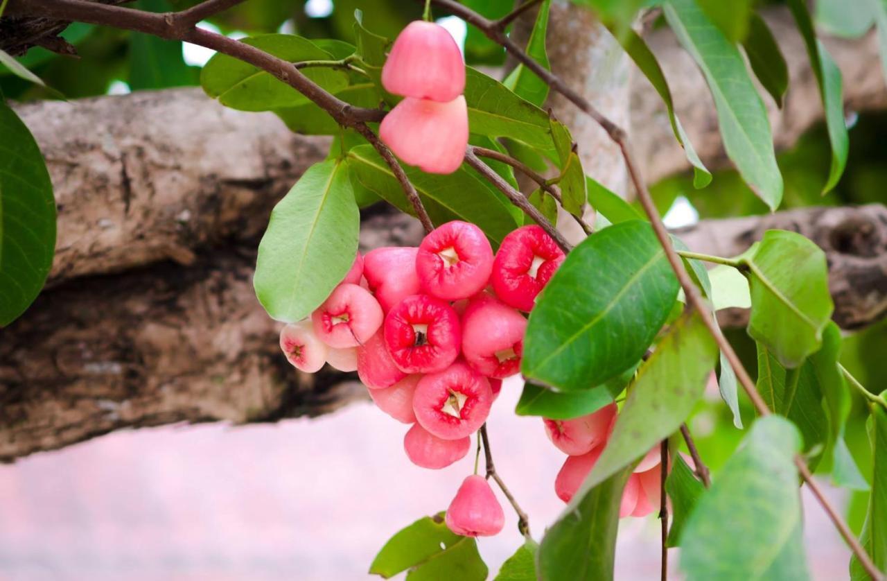 Riverside Plum Garden Hoi An