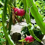 Do River Homestay