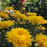 Charming Homestay