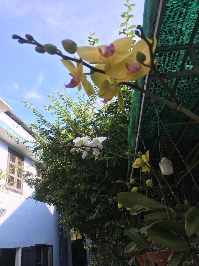 Cherry Garden *