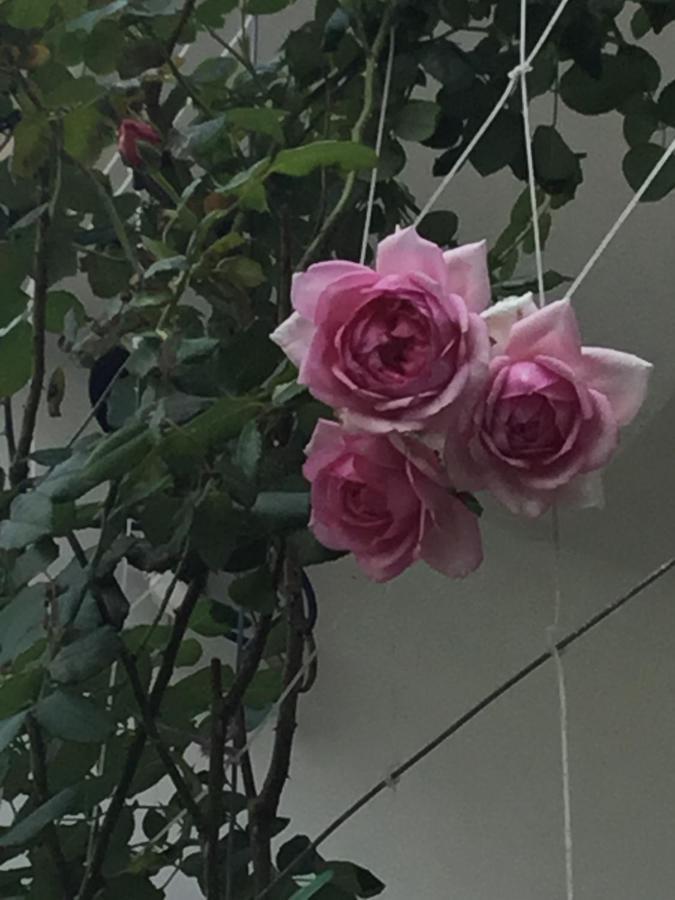 Star Garden *