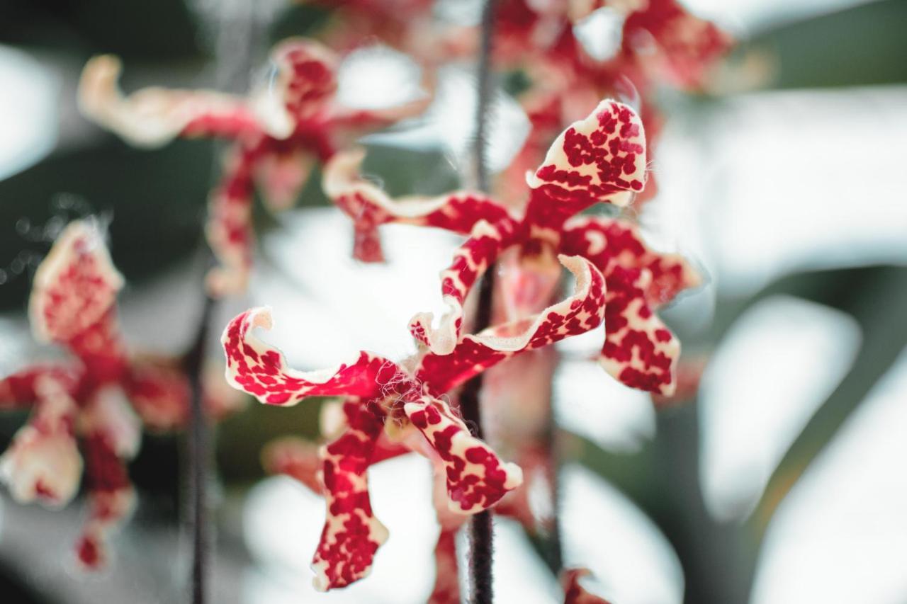 Orchid Garden Riverside *