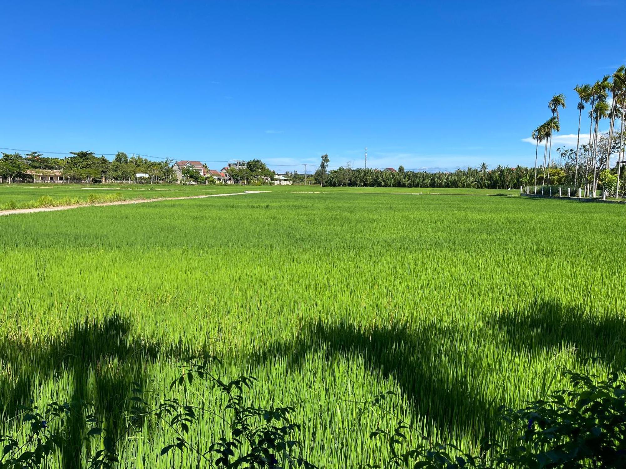 Villa Chez Mimosa - Rice Field - New Address Dx18, Thanh Nhut, Cam Thanh *