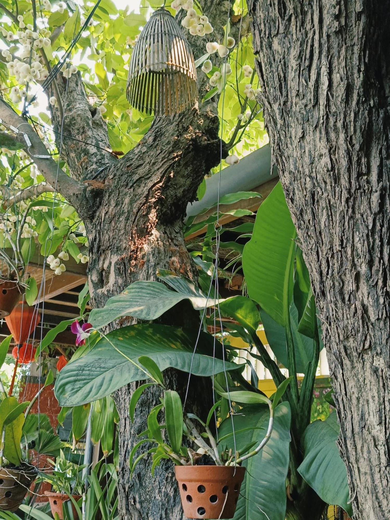 Riverside Plum Garden Homestay Hoi An