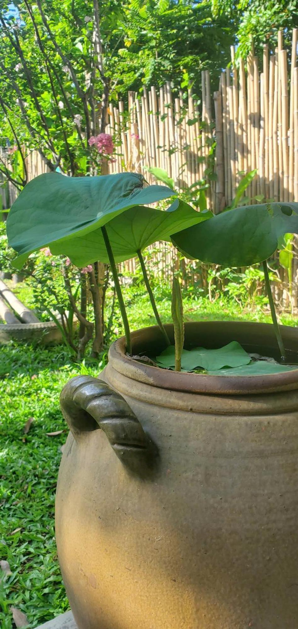 Farm Homestay