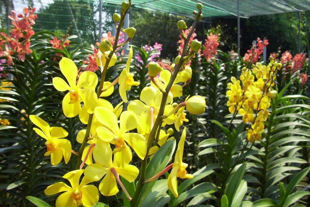 Villa Areca *
