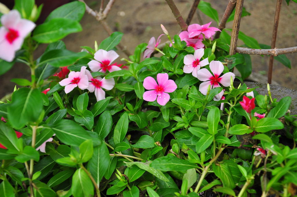 Homestay Petunia Garden And Hoi An