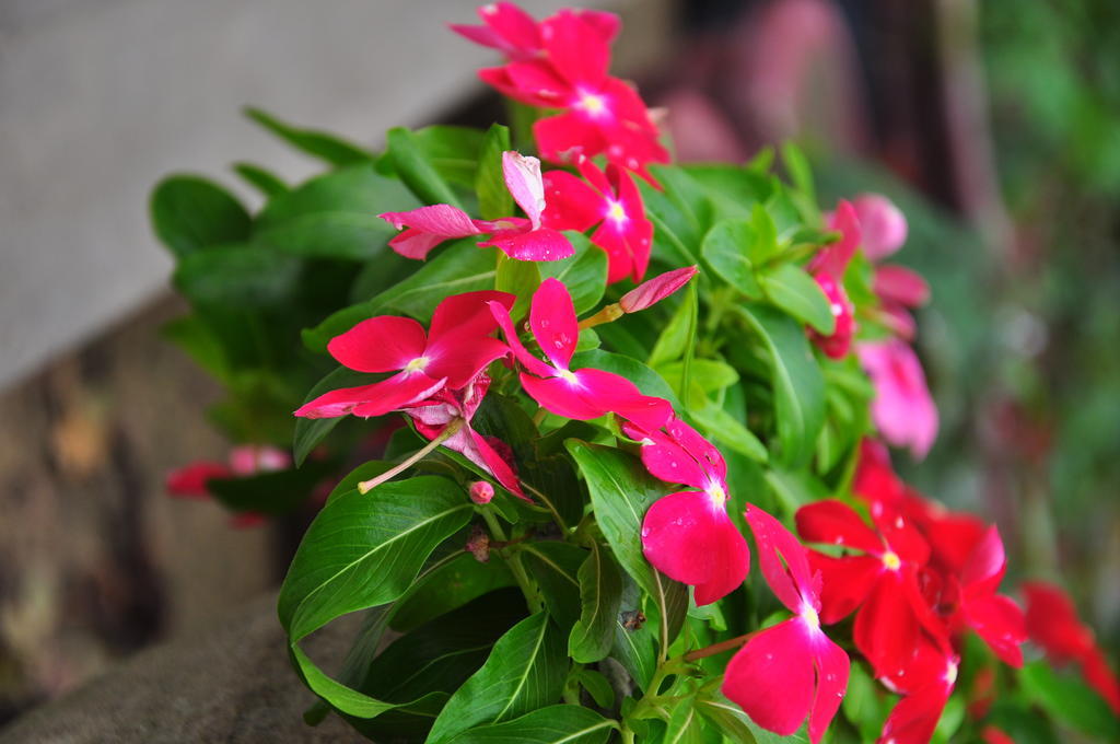 Homestay Petunia Garden And *