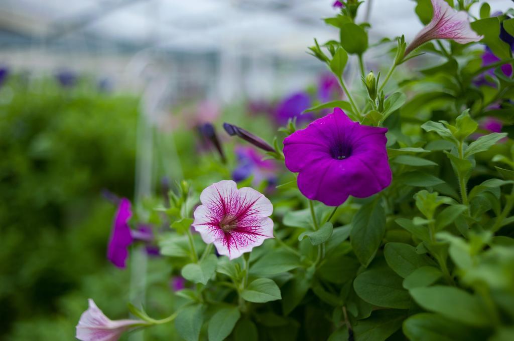 Petunia Garden And * Hoi An