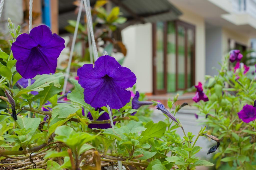 Homestay Petunia Garden And