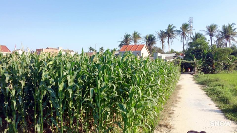 Homestay Sunny Hoi An