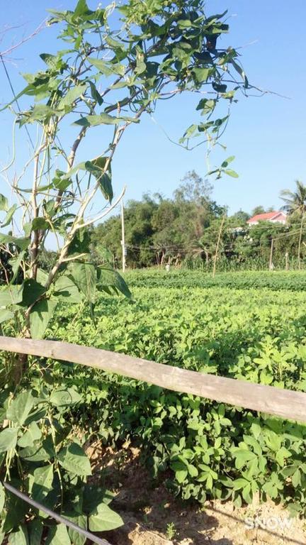 Sunny * Hoi An