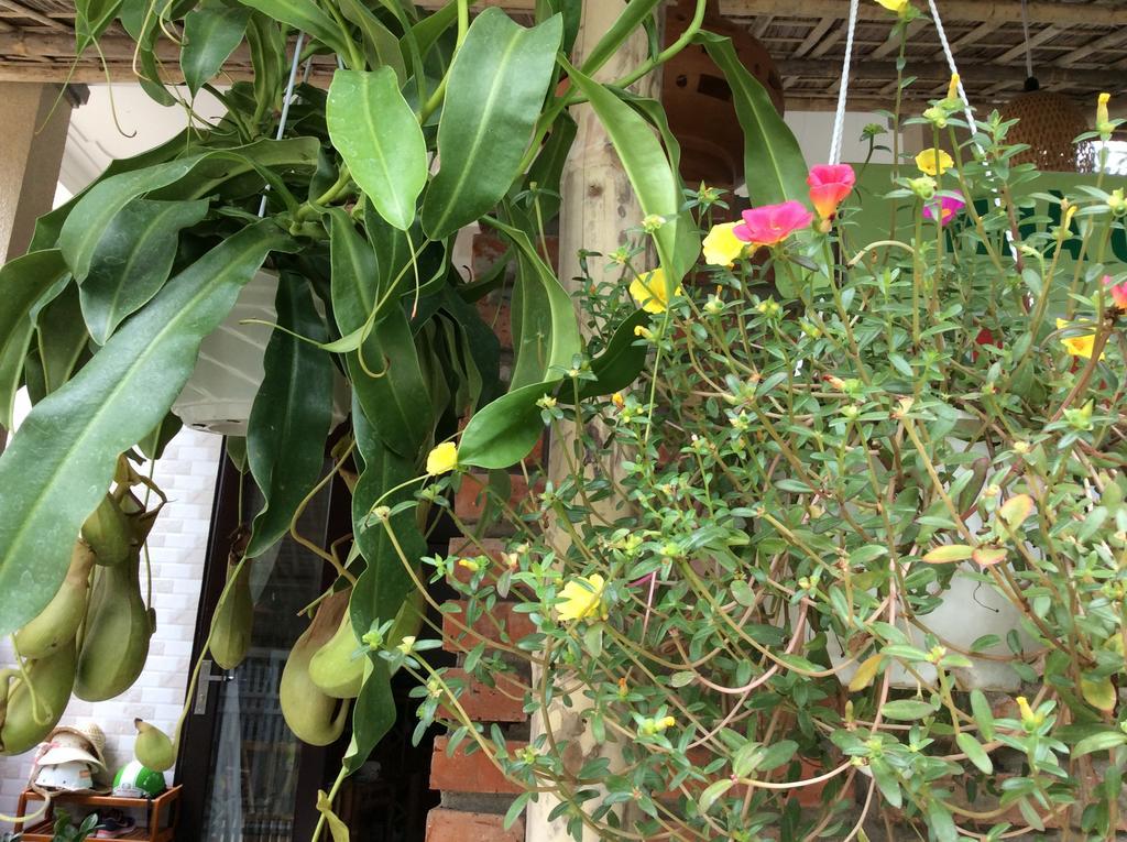 An Bang Lan's Hospedagem domiciliar Hoi An