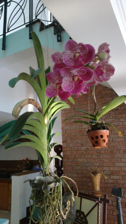 Flower Garden Homestay *