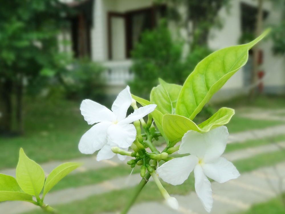 Memority & * Hoi An