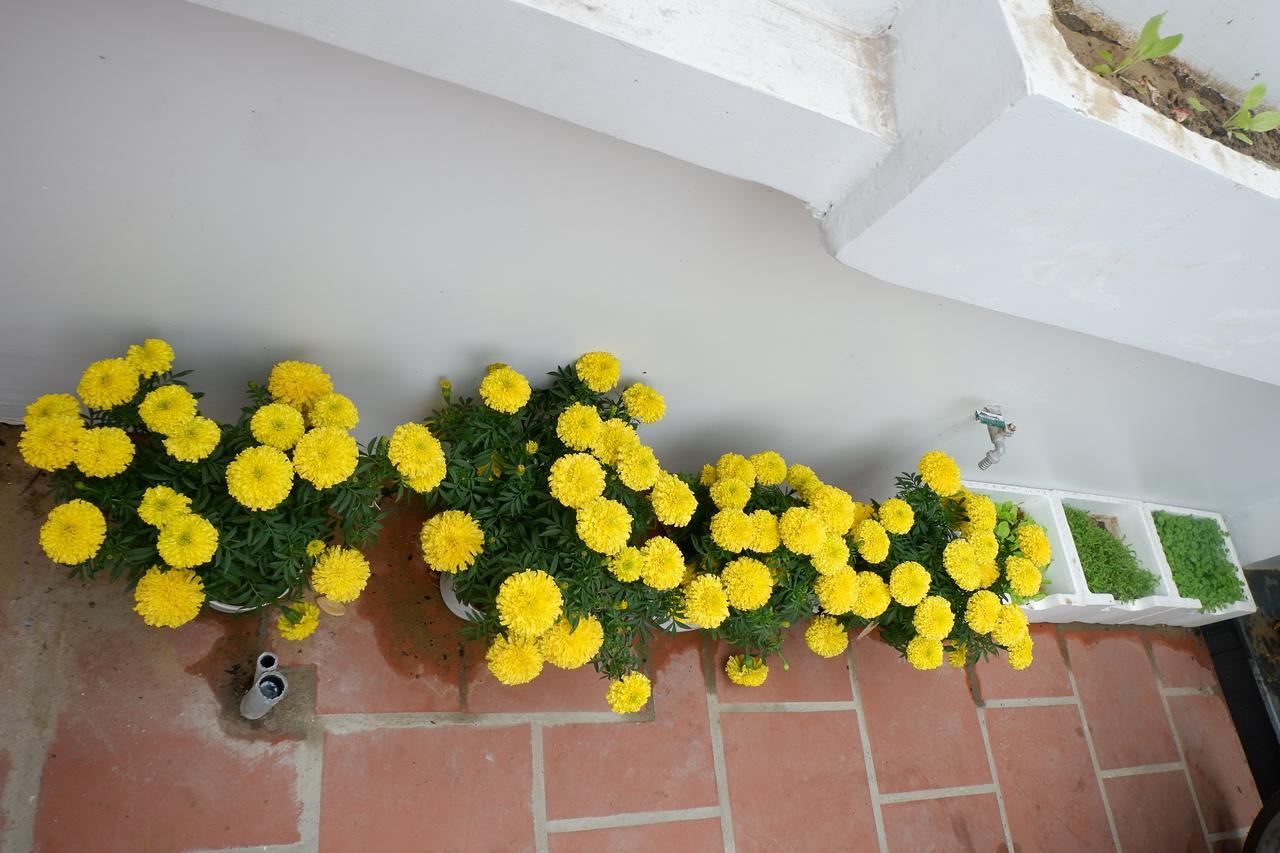White Lion House Homestay Hoi An