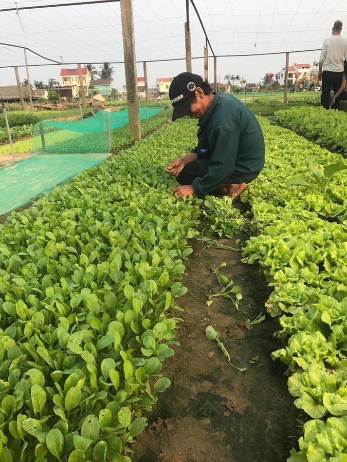 Hospedagem domiciliar Nature Hoi An