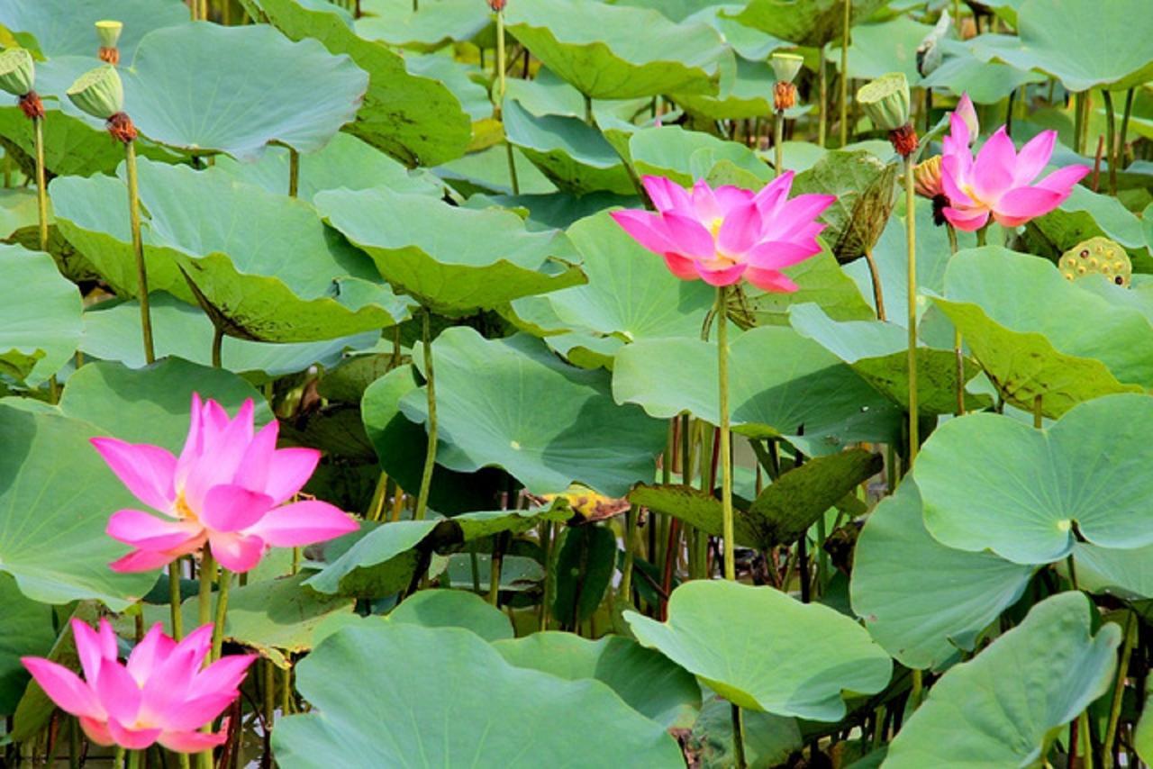 Homestay Flame Flowers Hoi An
