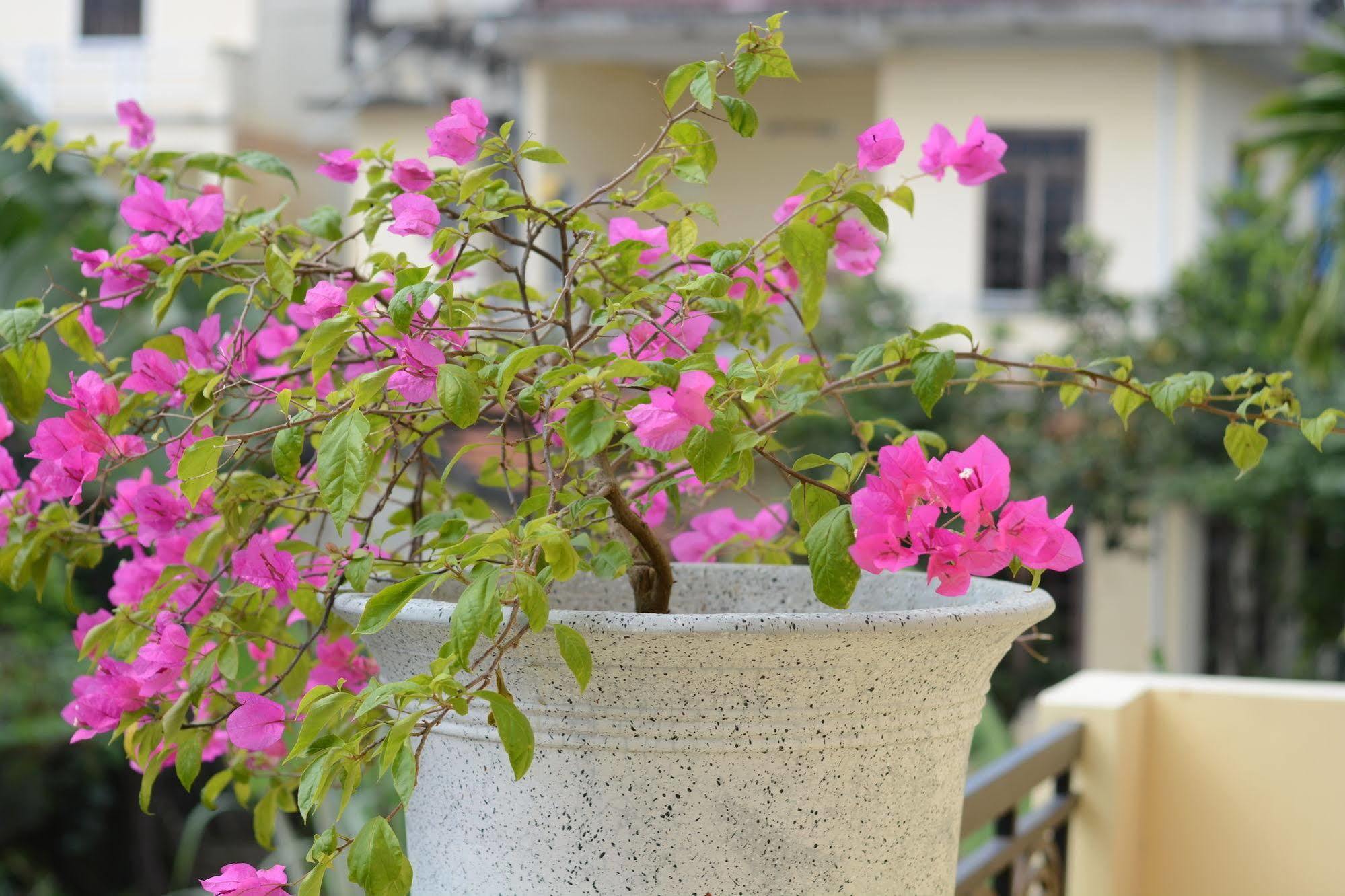Homestay Botanic Garden