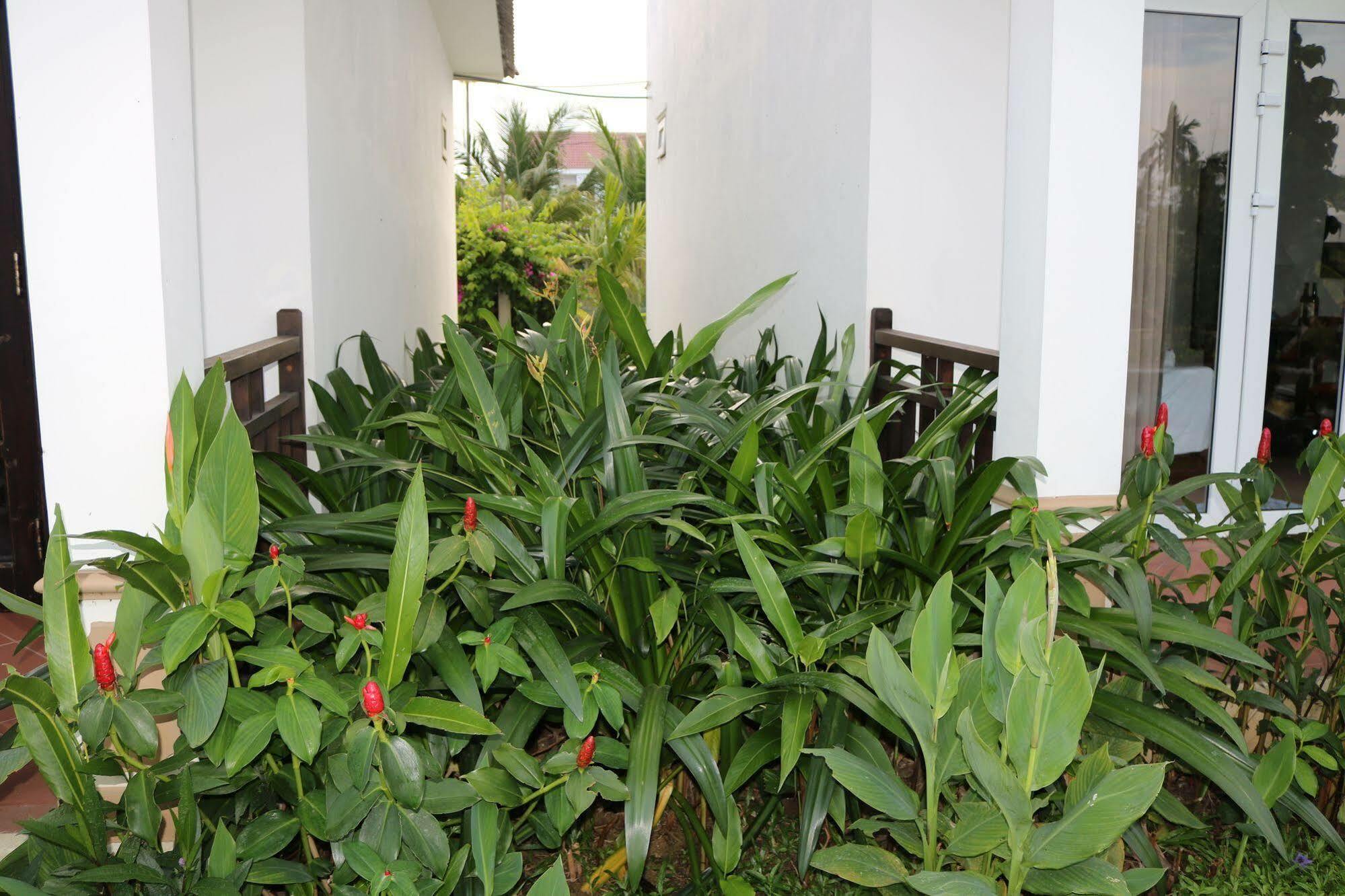 Areca * Hoi An