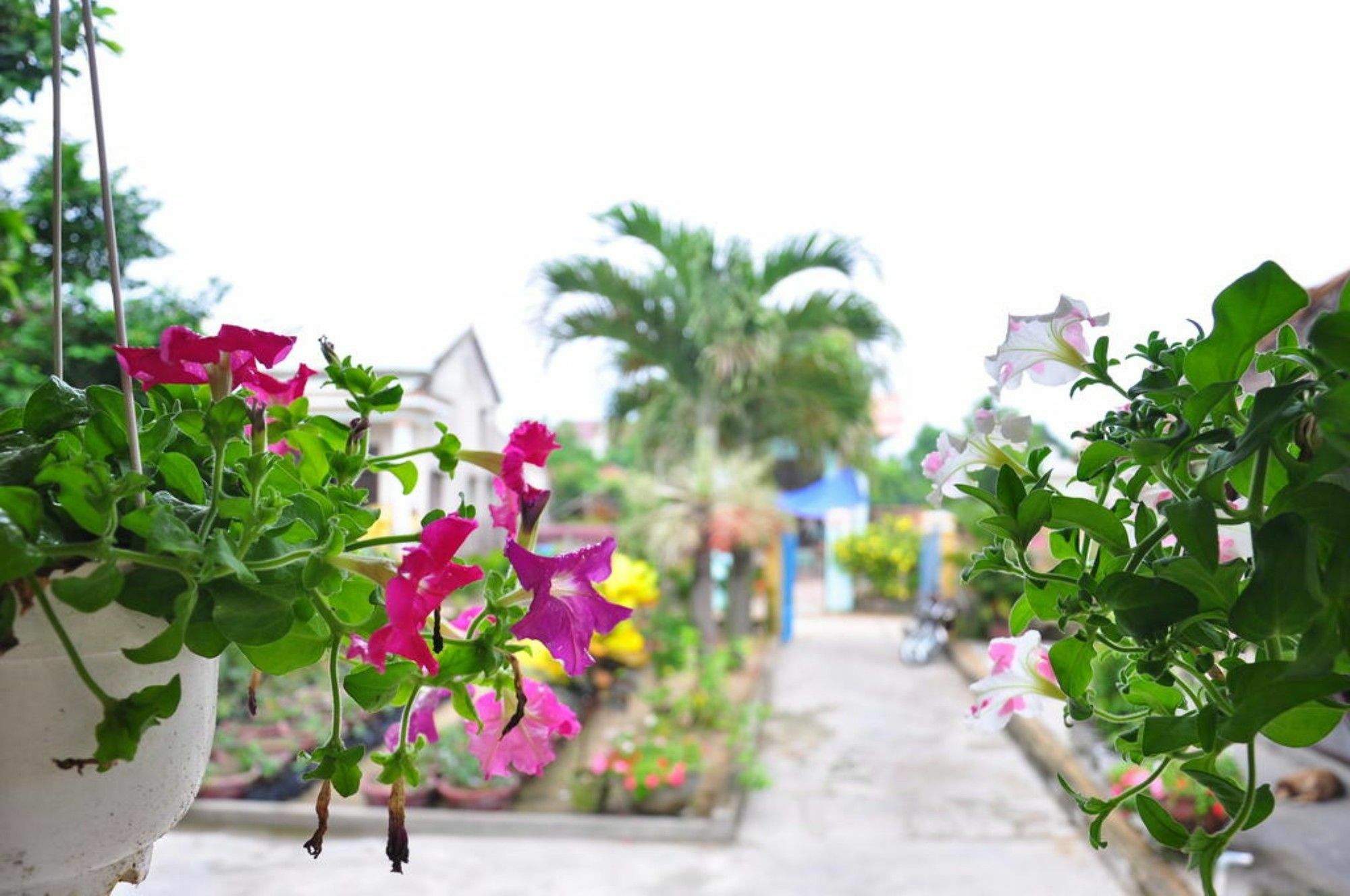 Petunia Garden And Hoi An