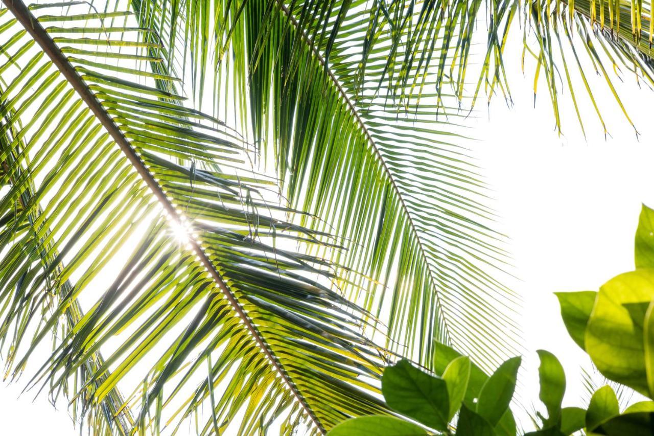 Homestay Under The Coconut Tree Hoi An
