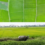 Paddy Boutique House Hoian