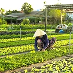 Hoi An Cabbage Garden