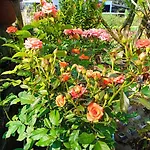 Anbang Morning Glory Beach Homestay 호이안 안방비치 숙소호텔
