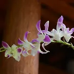 Botanic Garden Villas