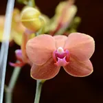 Botanic Garden Villas