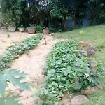 The Field Homestay