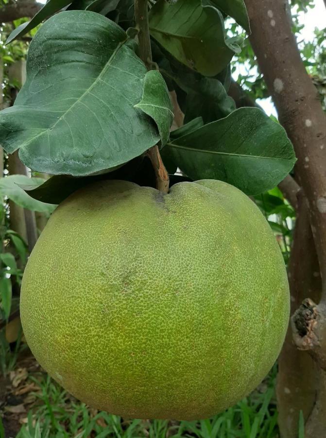 Grapefruit Hoi An