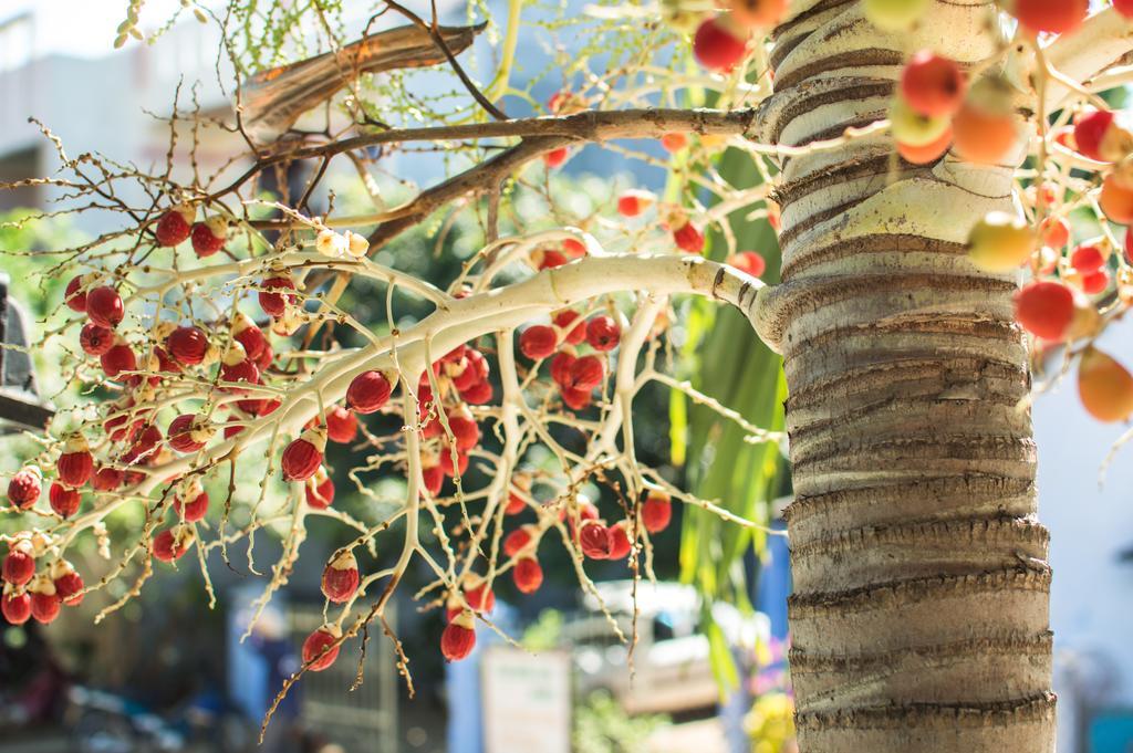 Areca * Hoi An