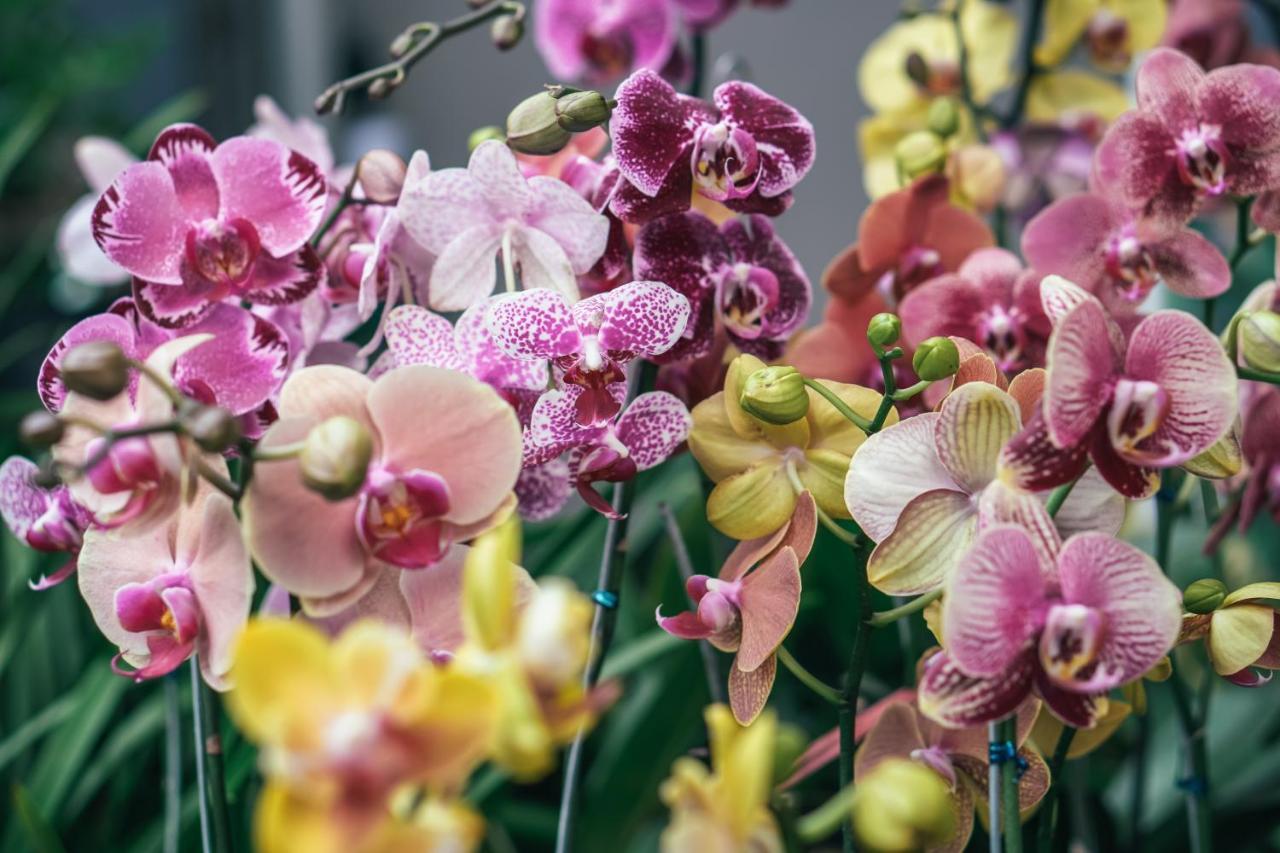 Orchid Garden Riverside Hoi An