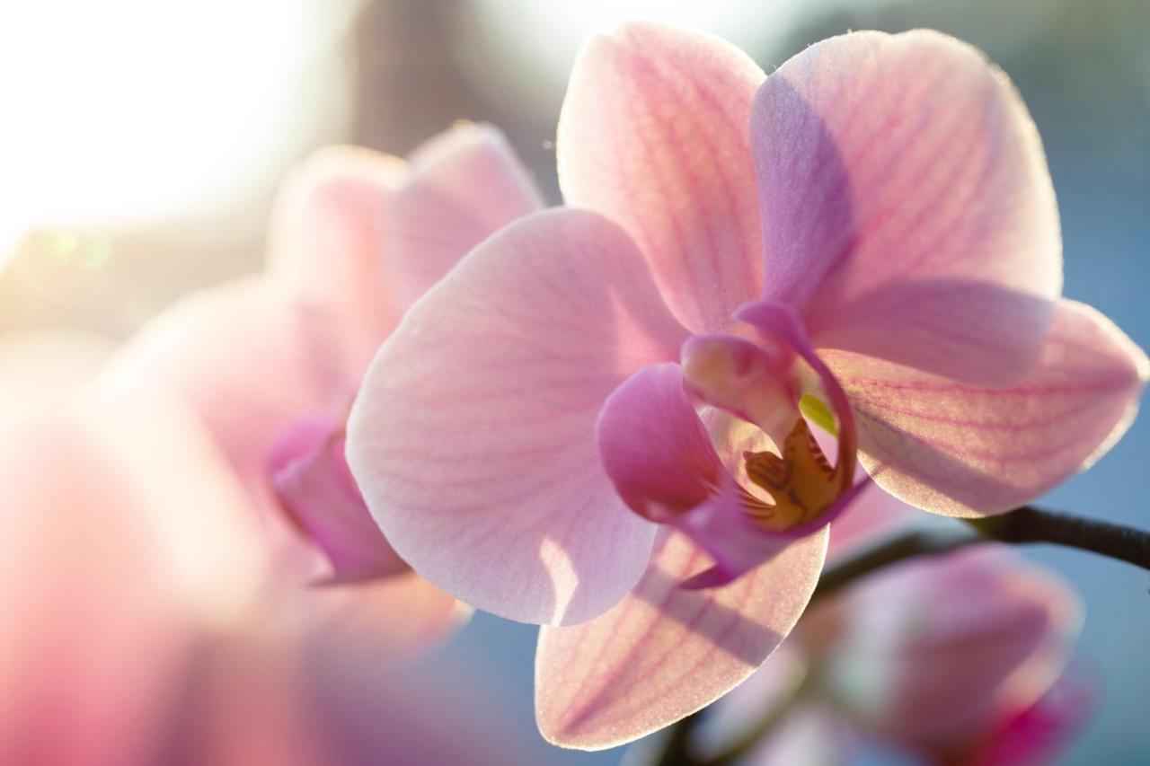 Villa Orchid Garden Riverside