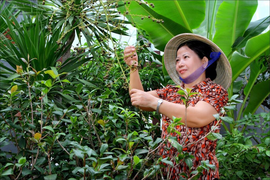 Camellia * Hoi An