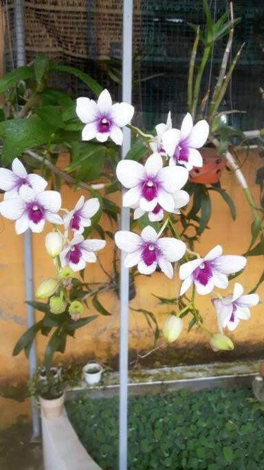 Meditation-2bed Near Old Town Hoi An