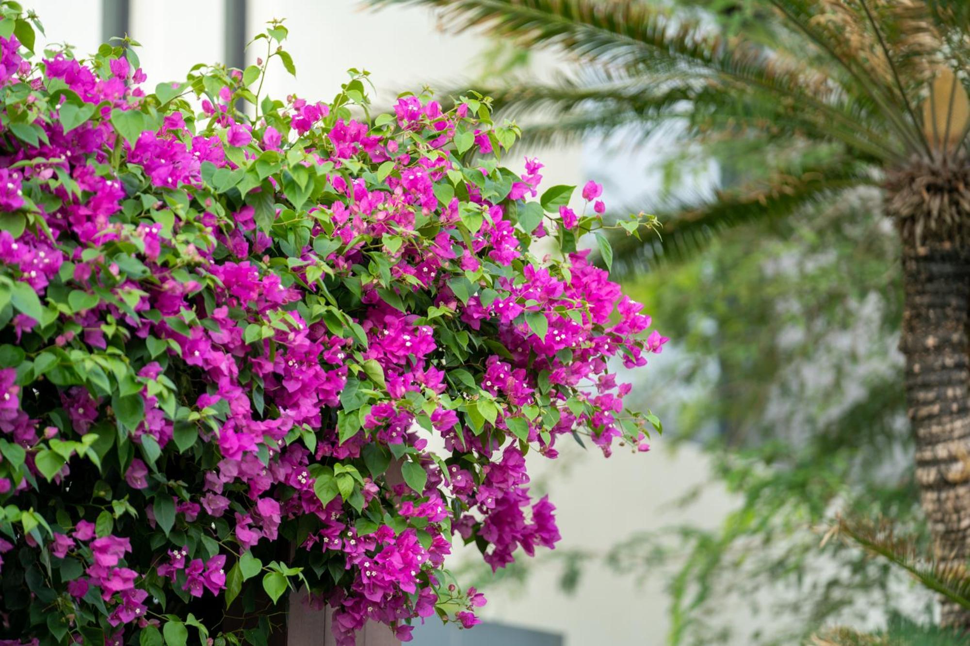 The Five & Quangnam - Danang Resort Hoi An