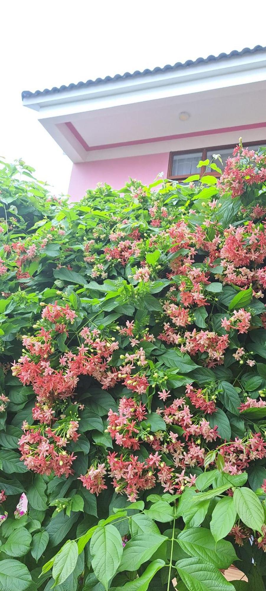 Ở trọ Pink House Hội An