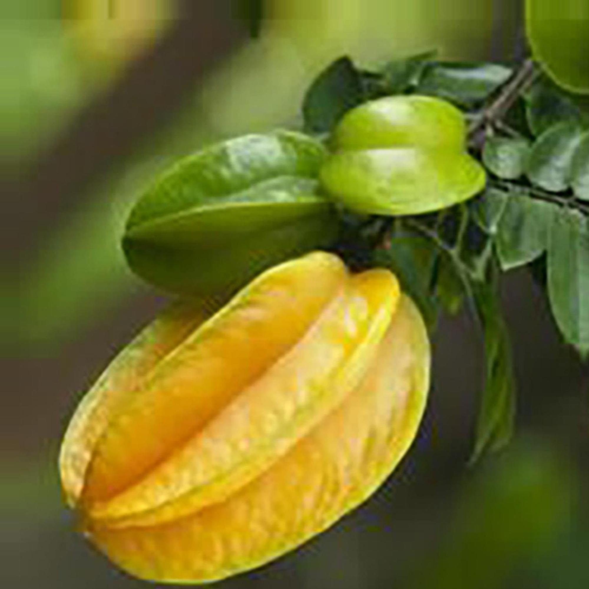 Vila Starfruit Hoi An