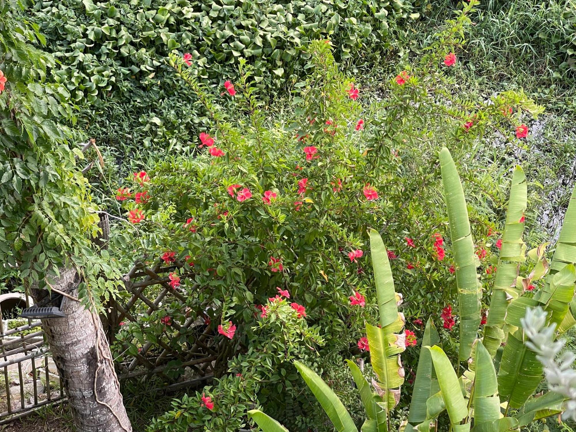 Villa Ti Hon House Hoi An