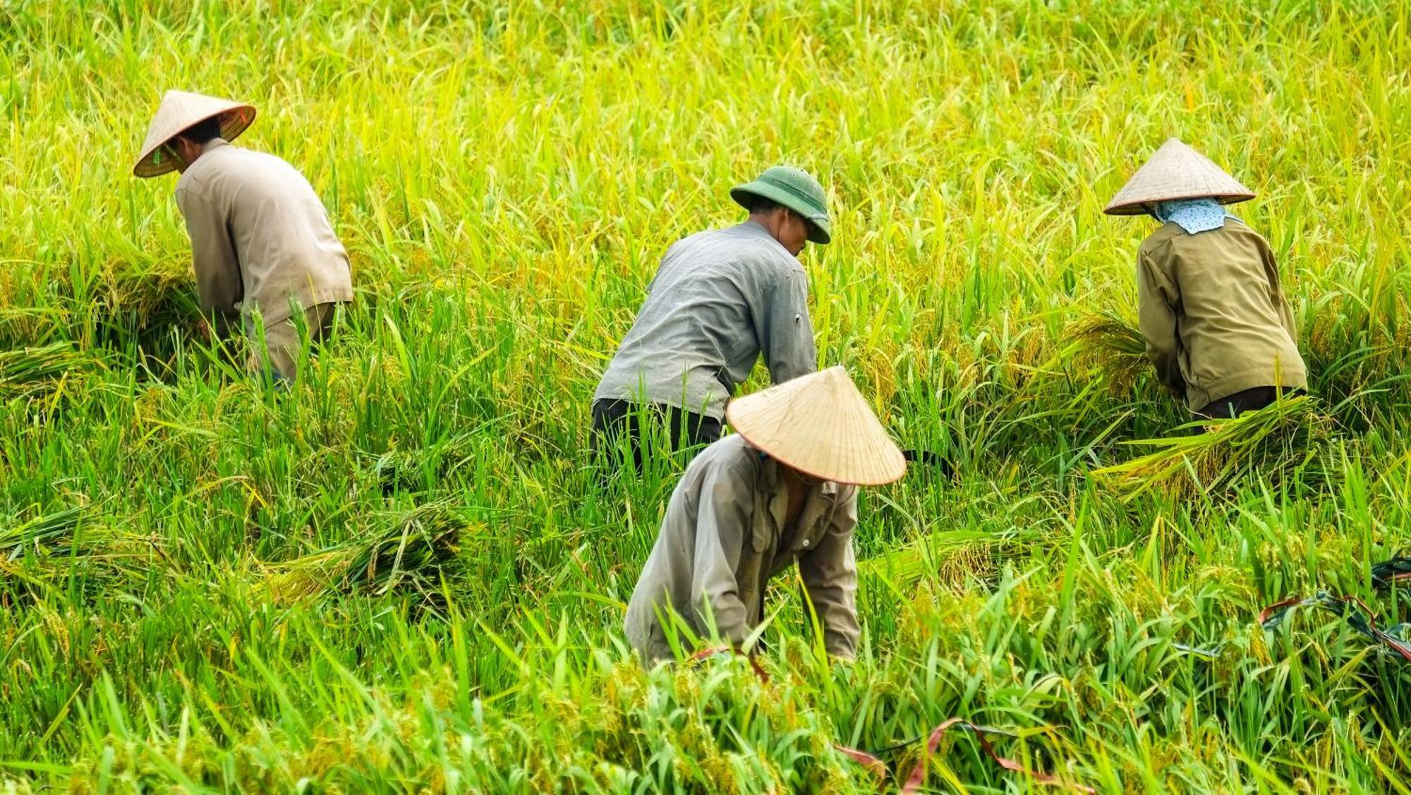 Biệt thự Paradise *